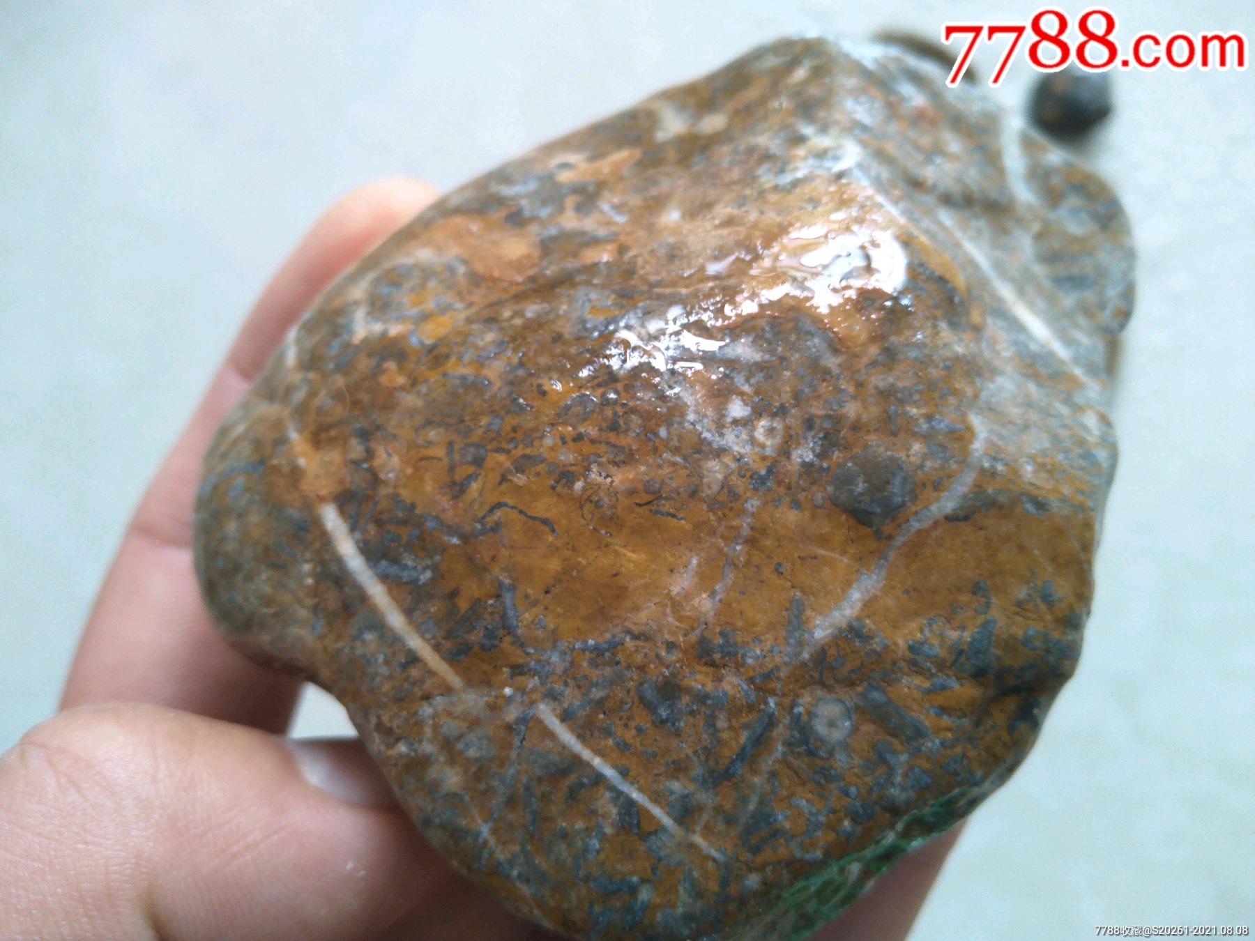 上亿年前天然化石各种4颗