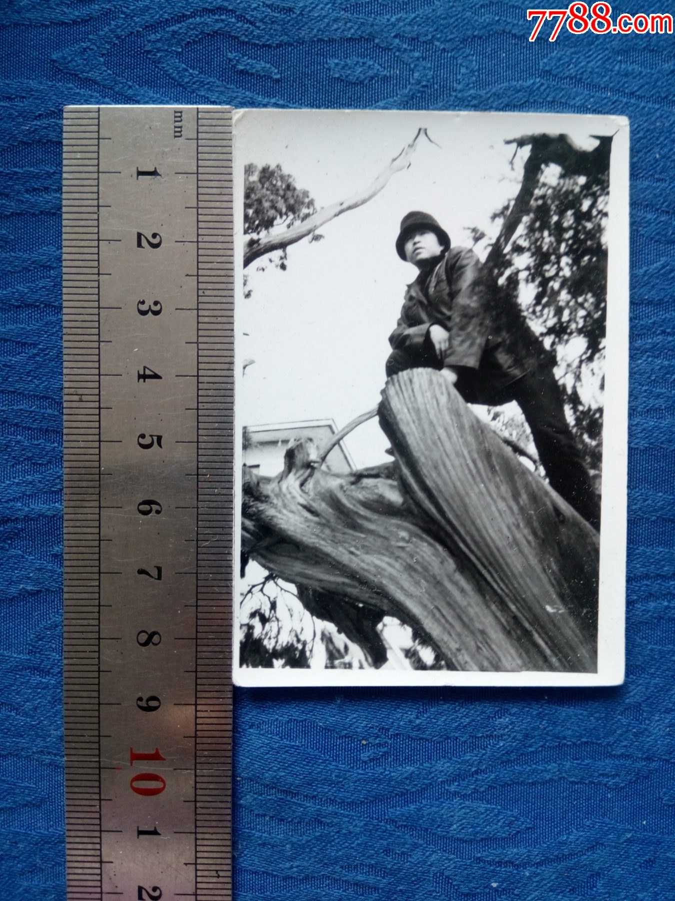 6-70年代文革经典黑白老照片千年松柏时间年轮影像资料记录历史