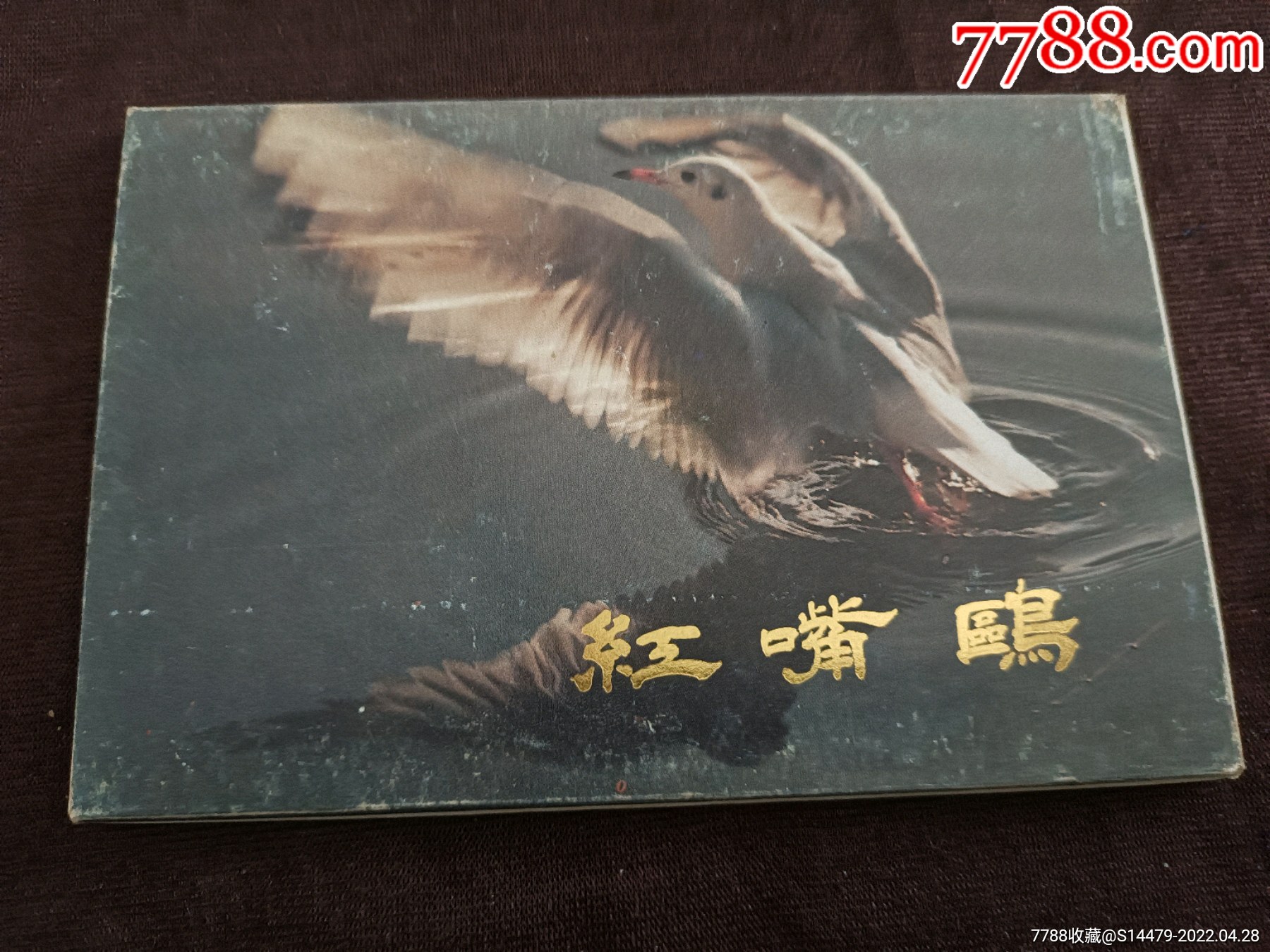 红嘴鸥