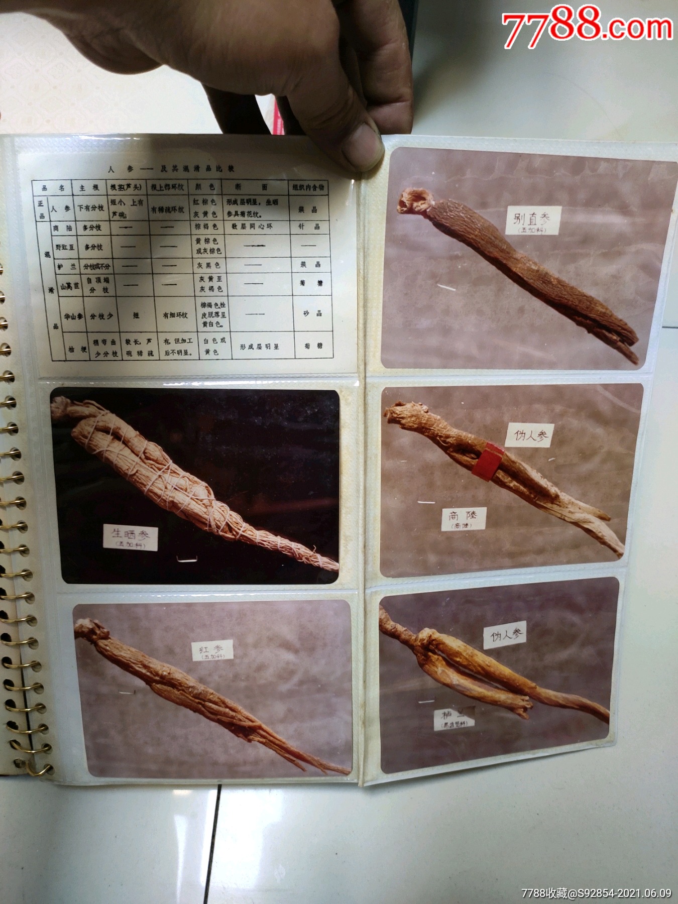 八十年代中药人参真伪鉴别照片