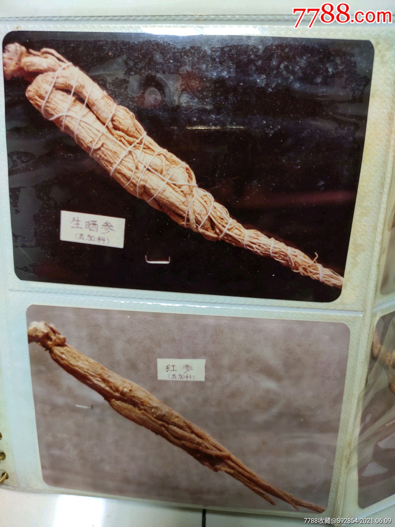 中药人参真伪鉴别照片