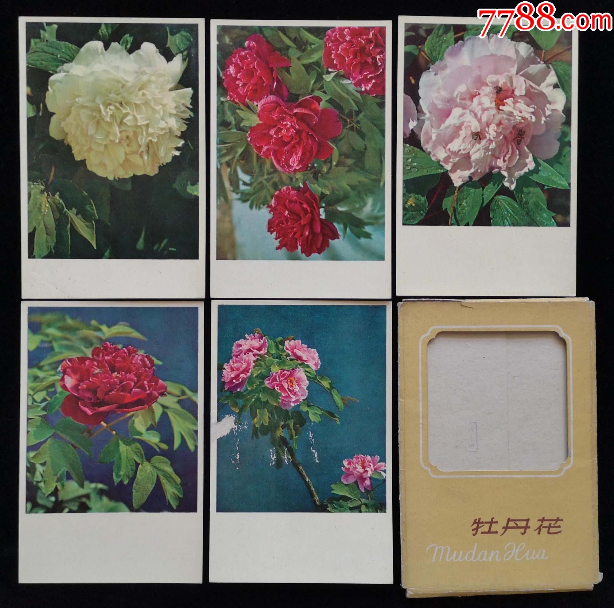 1966年牡丹花明信片