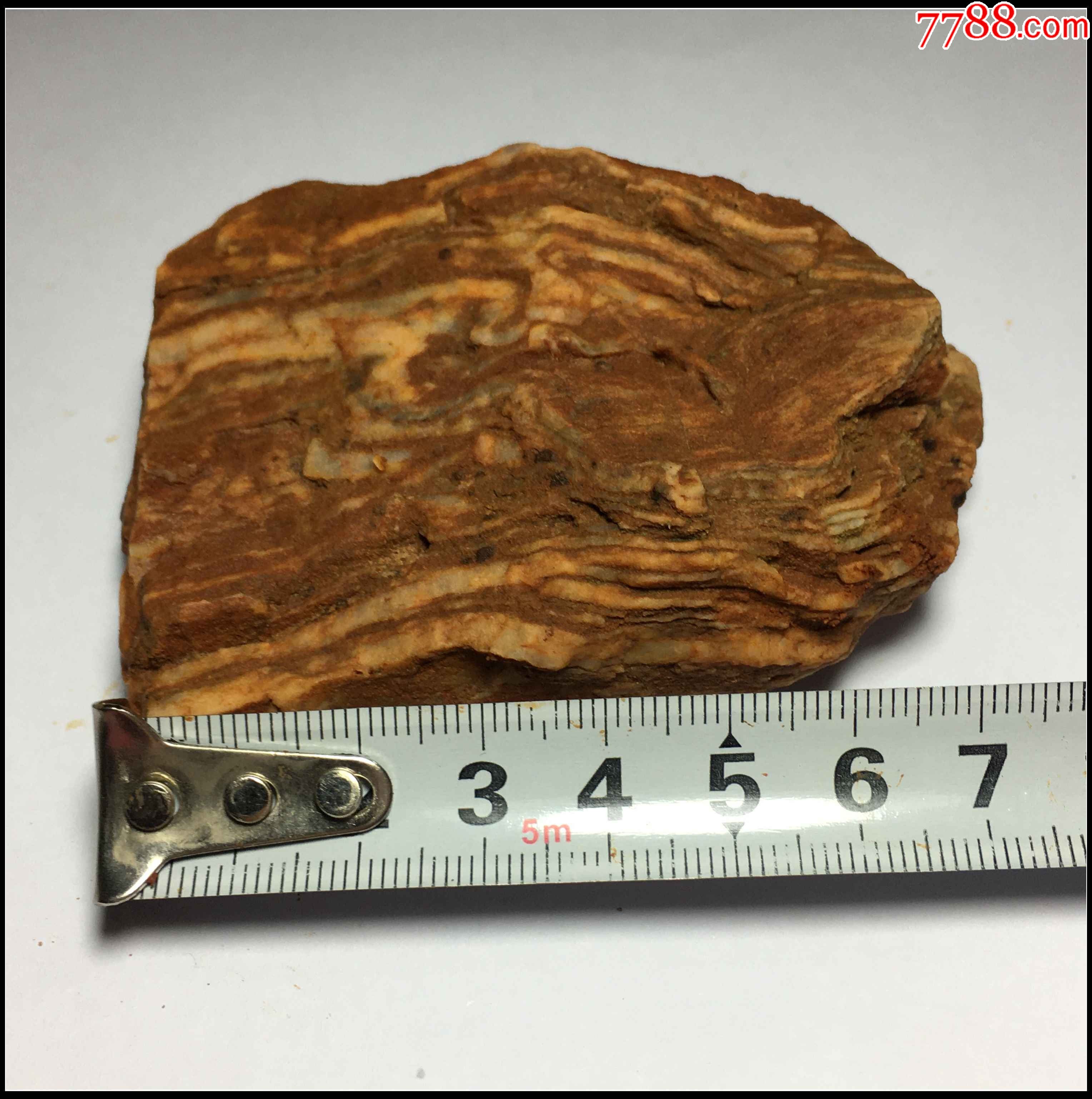 10084;ac125树化石又称木化石,硅化木它是由树木演化而成