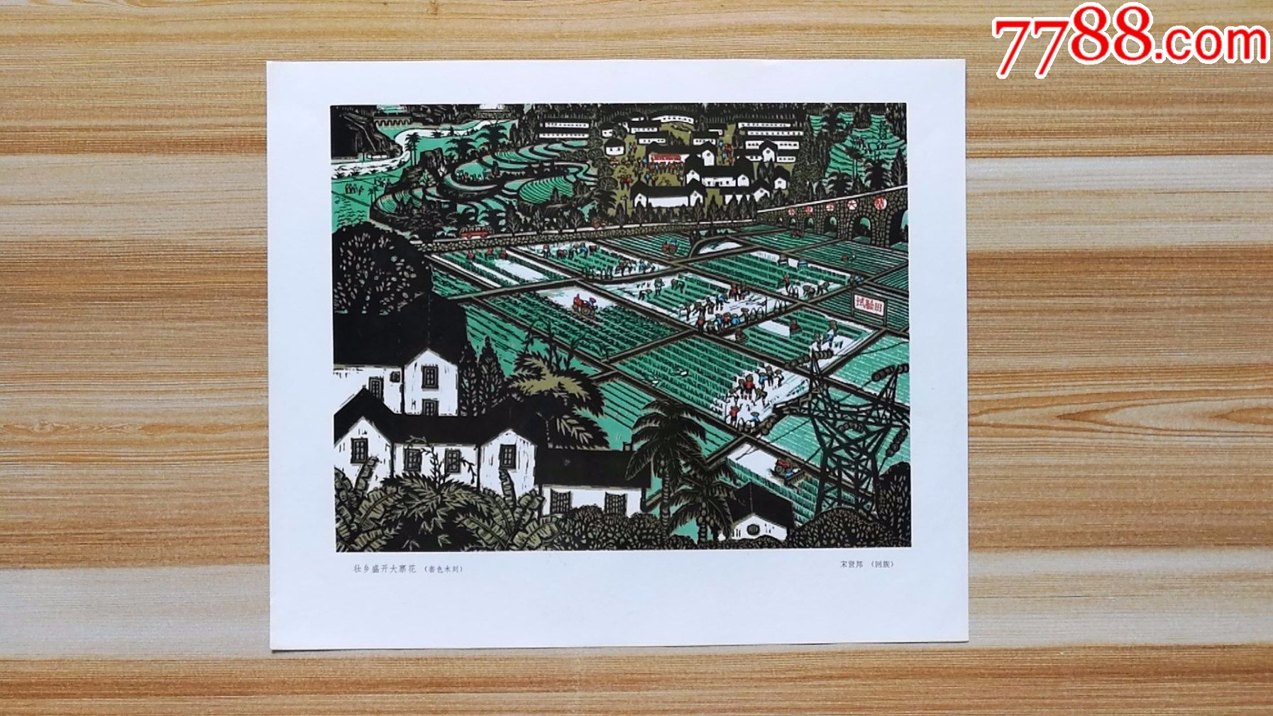 壮乡盛开大寨花