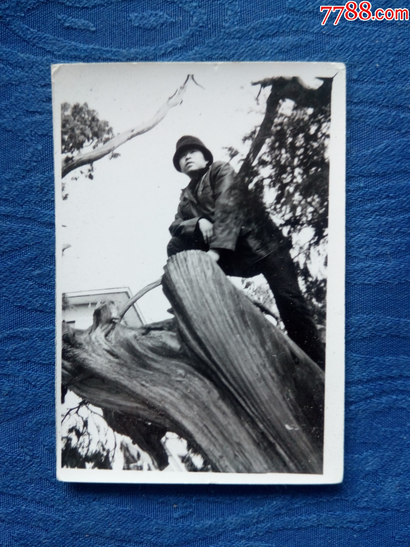 6-70年代文革经典黑白老照片千年松柏时间年轮影像资料记录历史