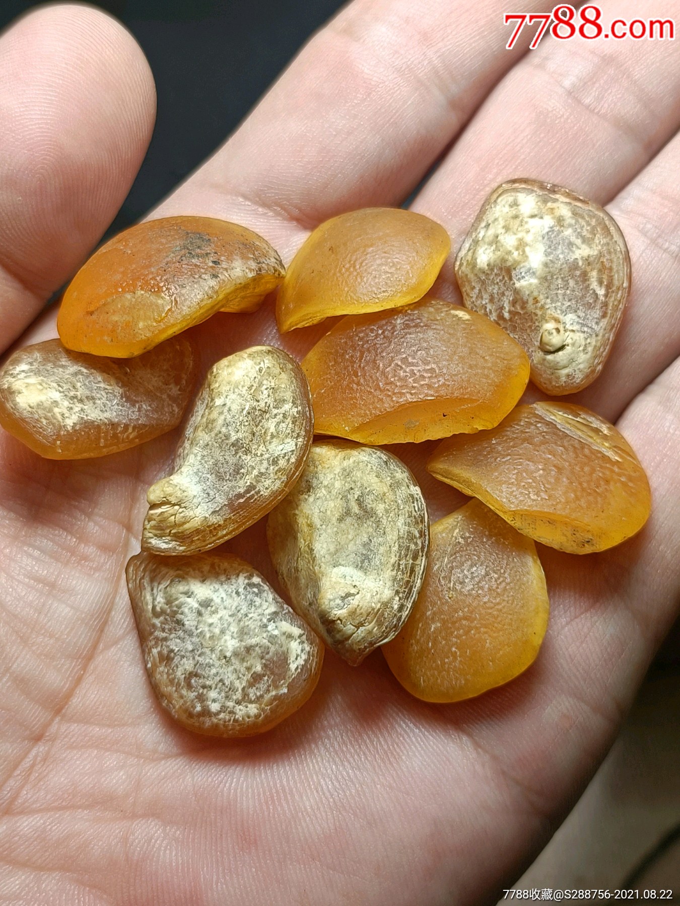 鱼惊石原石10颗一组-动植物化石-7788工艺品