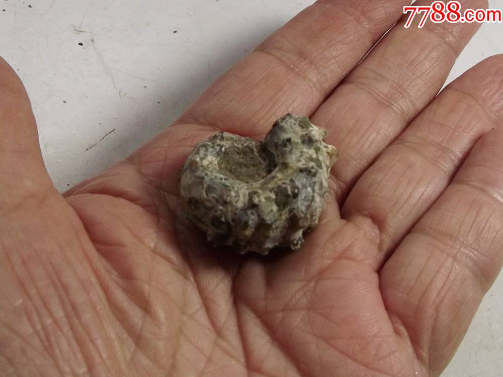 亿万年前的马达加斯加深海螺化石