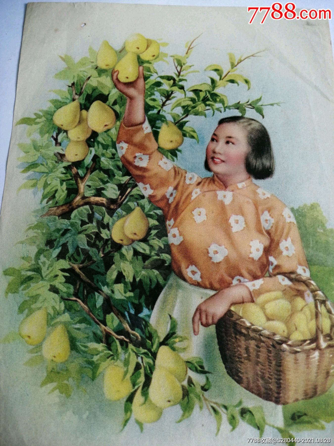 50年代,年画宣传画,摘梨,金雪尘绘作
