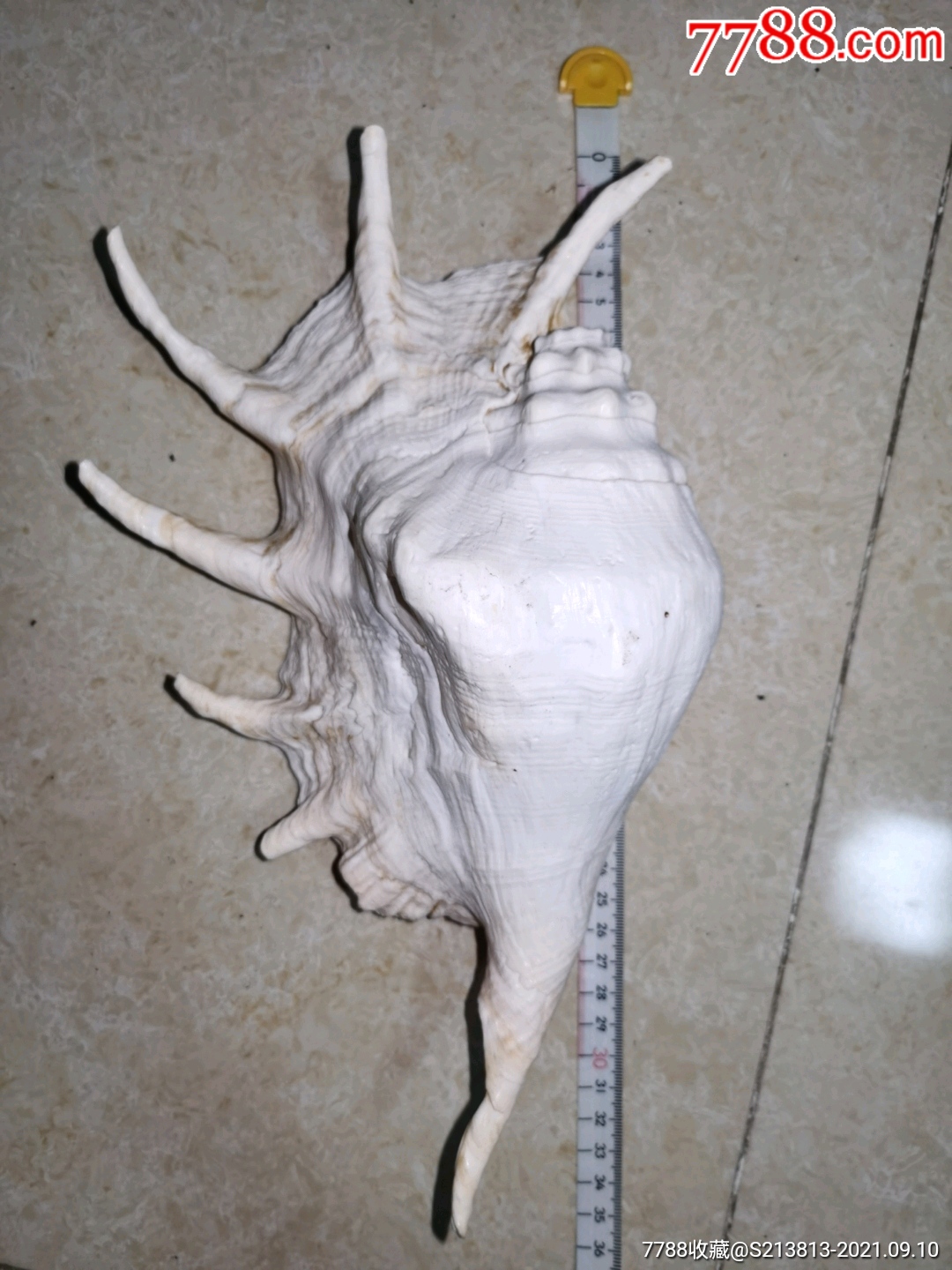 大众拍卖     罕见超大七角海螺        ￥30.