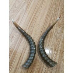 天然羊角_其他角制品_爽朗的金鹏【7788收藏__收藏热线】
