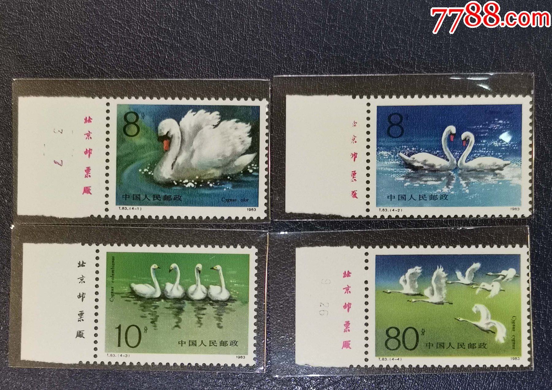 t83天鹅,左厂铭_新中国邮票_龙行天下邮币卡社【7788收藏__收藏热线】