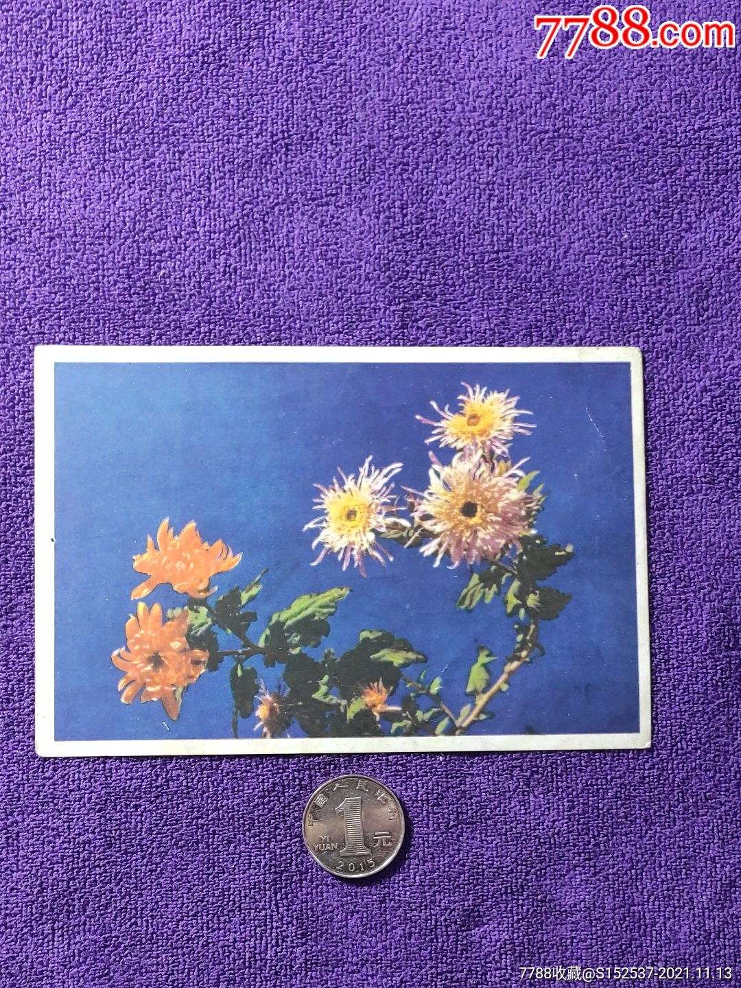 菊花明信片一枚