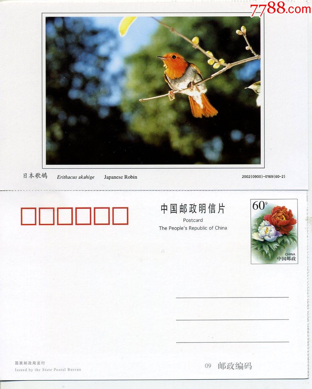 中国野生动物-日本歌鸲鸟类明信片7张合拍