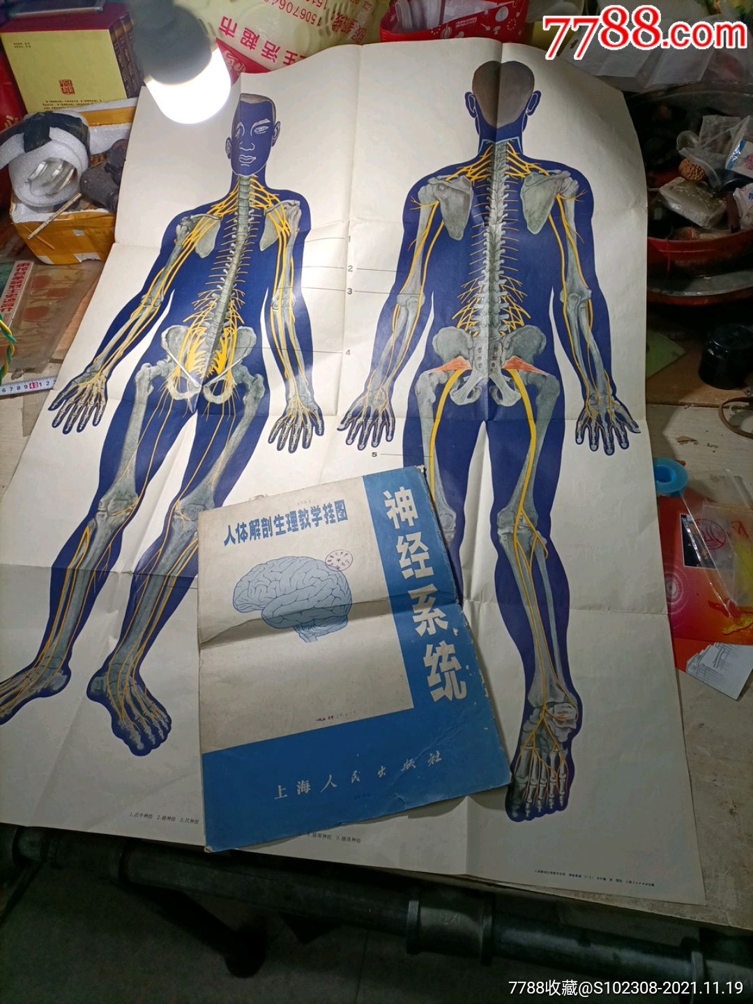 人体解剖生理教学挂图1973年