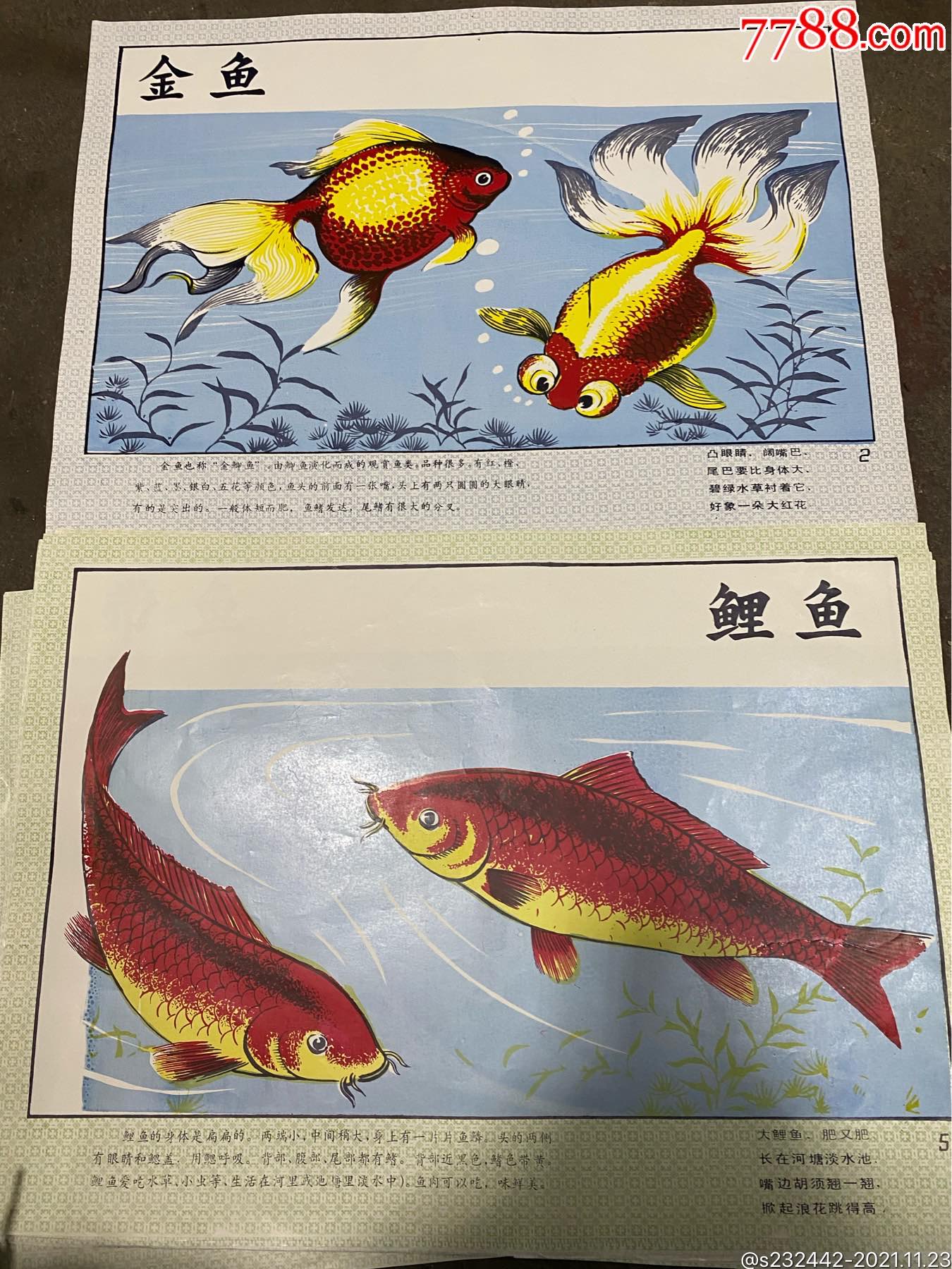 教学挂图动物挂图学生挂图