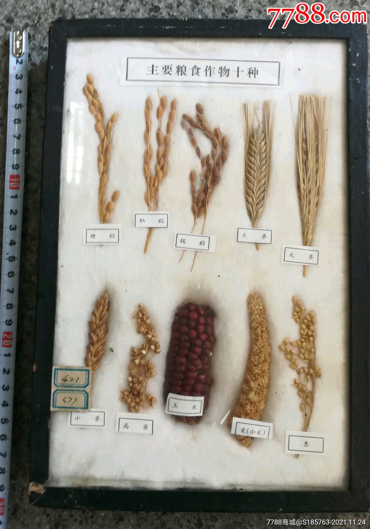 糧食作物標本_其他標本_金城府【7788收藏__收藏熱線】