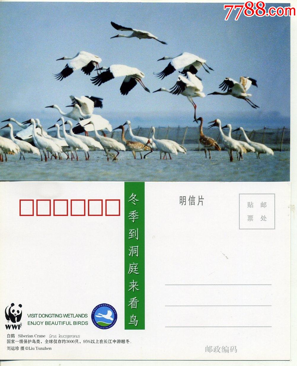 野生动物白鹤鸟类明信片2张合拍