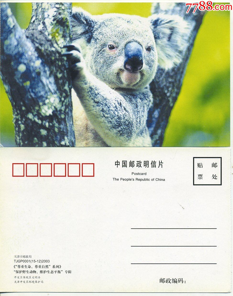 考拉无尾熊树熊尊重生命尊重自然保护野生动物维护生态平衡明信片2张