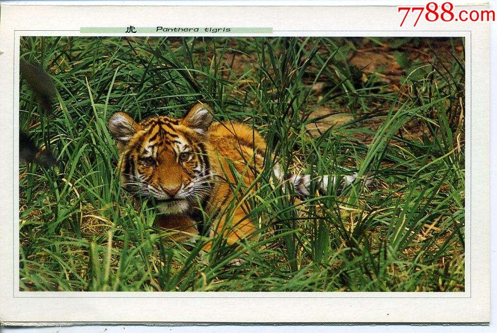 中国珍稀野生动物虎兽类明信片