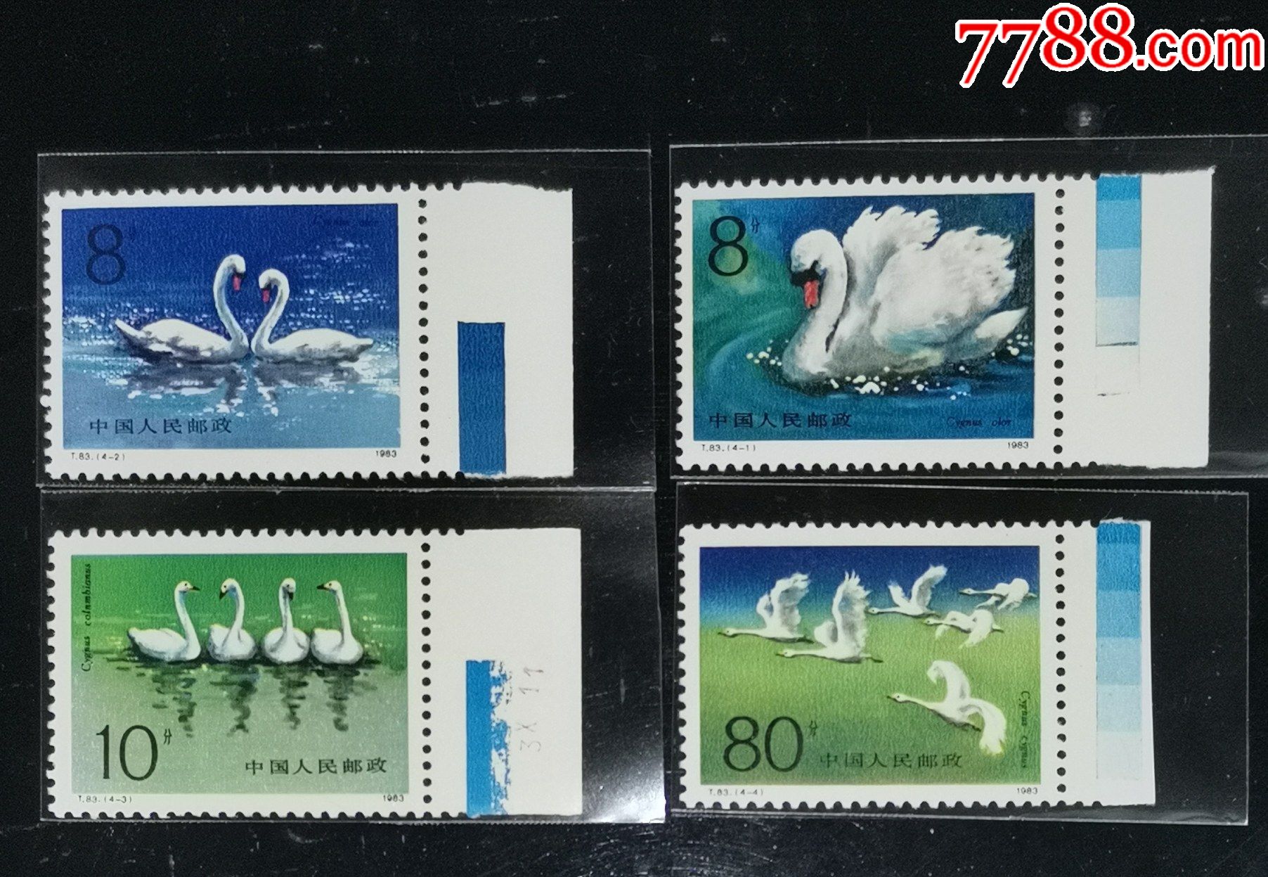 t83天鹅,全蓝色标_新中国邮票_龙行天下邮币卡社【7788收藏__收藏热线