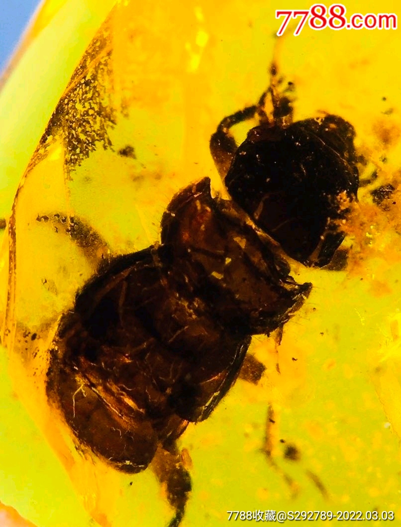 缅甸琥珀纯天然虫珀饰品一枚保存的十分鲜活大怪虫完整无外漏很有收藏