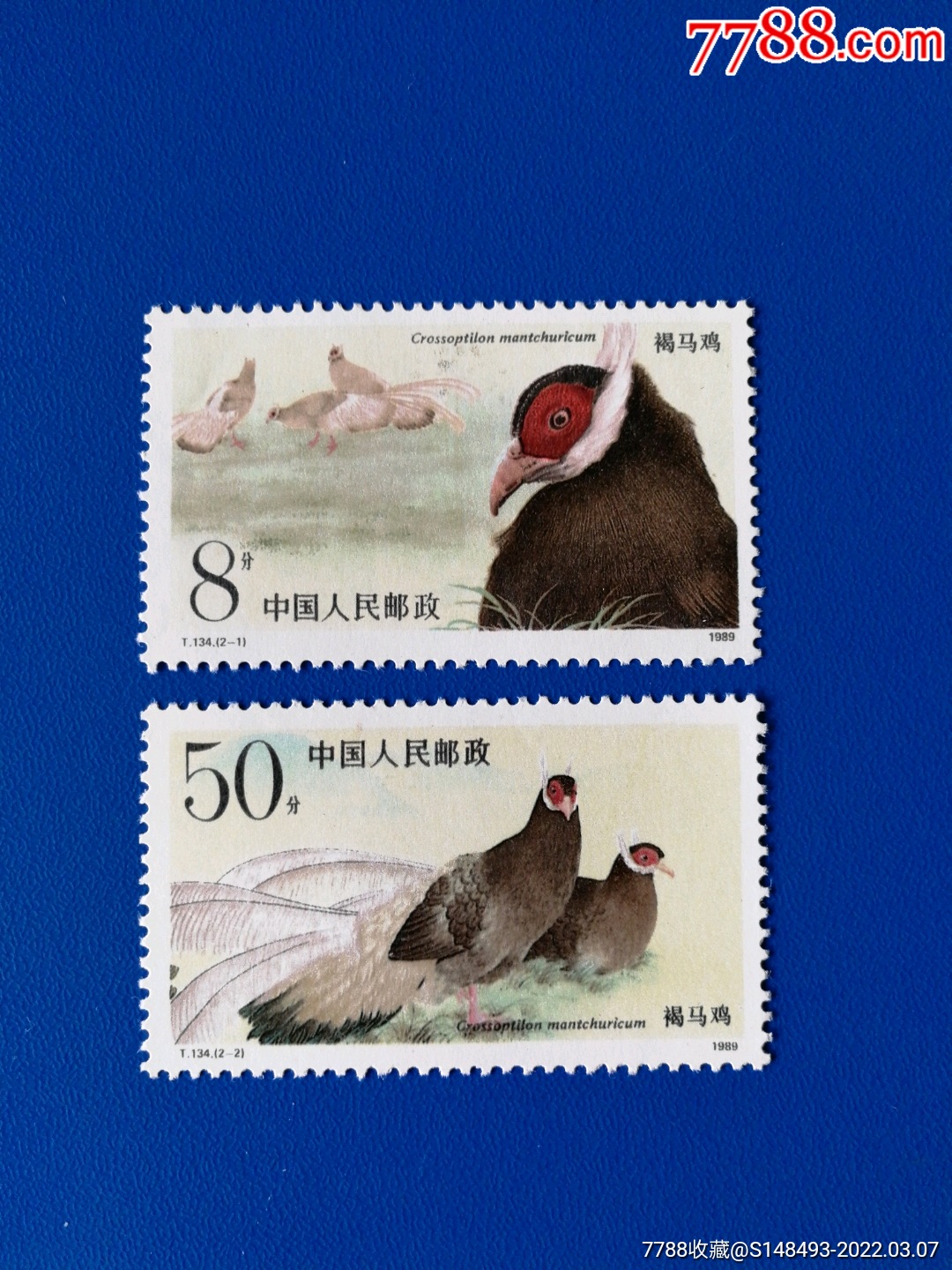 t134褐马鸡_新中国邮票_第1张_7788集邮网