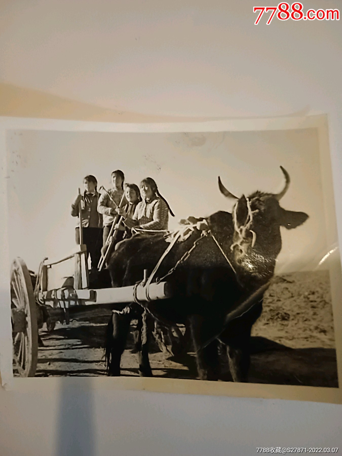 下乡女知青和老牛