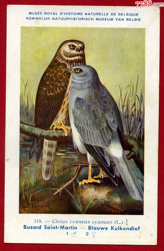 野生动物鸟类明信片白尾鹞国家二级保护动物1940年代比利时皇家自然