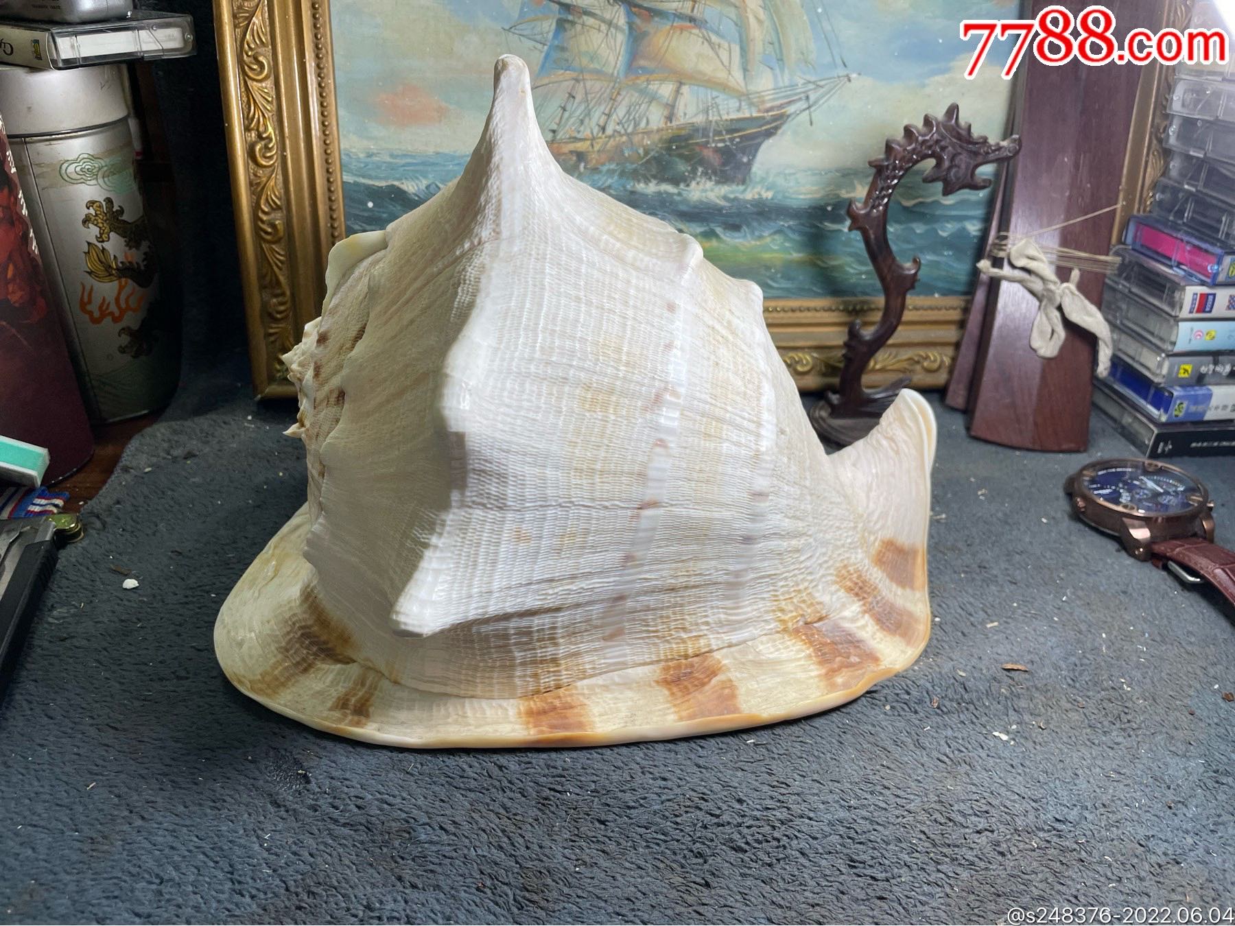 大个全品皇冠螺