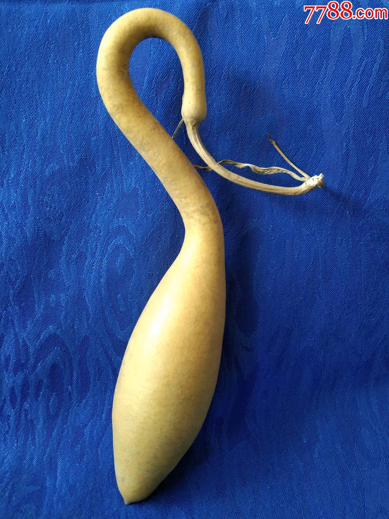 天然原生胎异形葫芦象形葫仙优雅小天鹅象征忠诚忠贞代表爱情勇敢力量