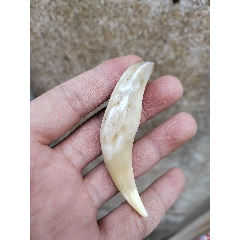 西藏牛牙一颗_其他牙制品_诚信经营信用第一【7788期刊网】