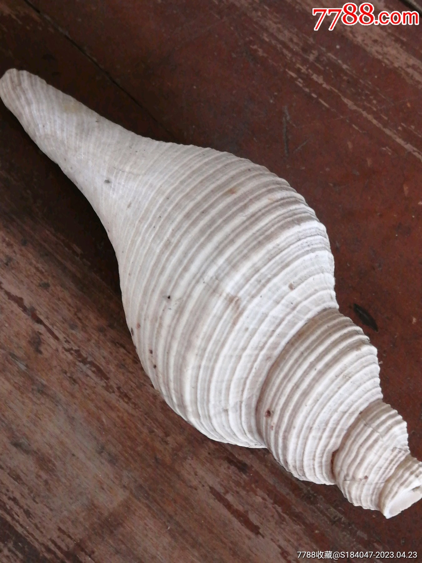 晚清民国老海螺佛教法器海螺-天然海螺-7788门票收藏