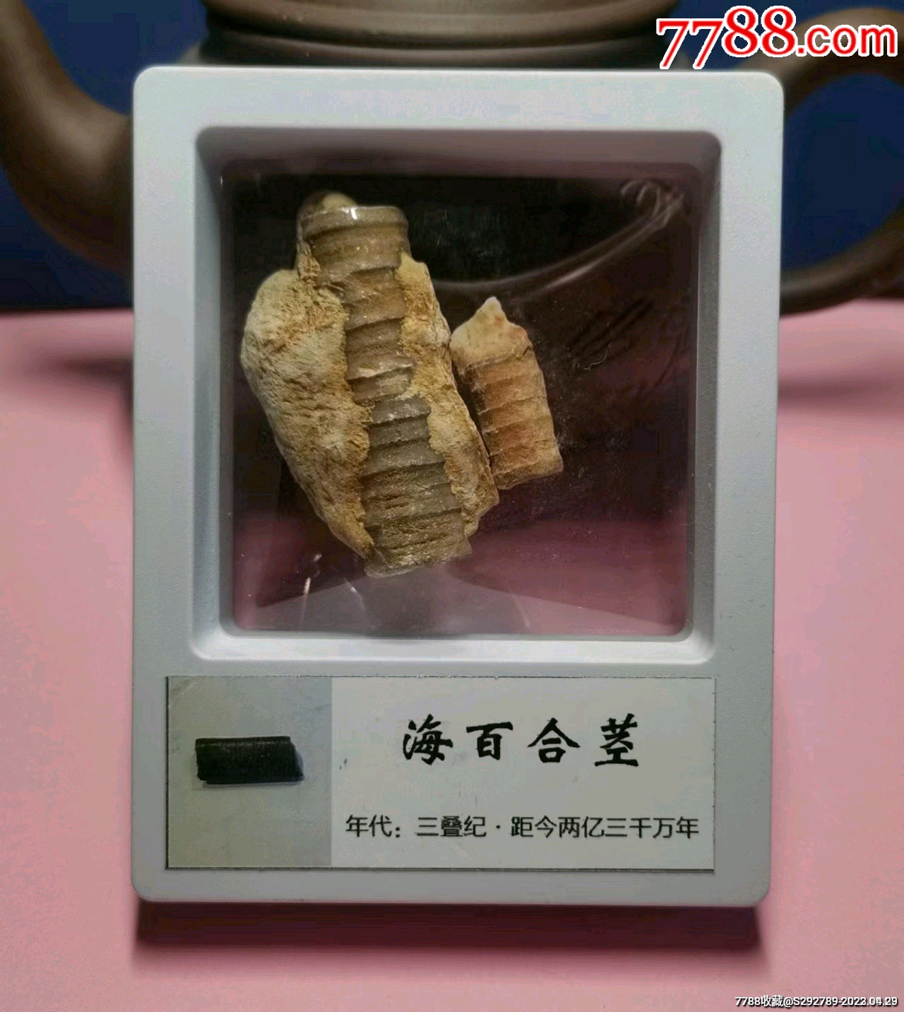 约2亿3千万年前(三叠纪)古生物化石科_价格25元_第1张