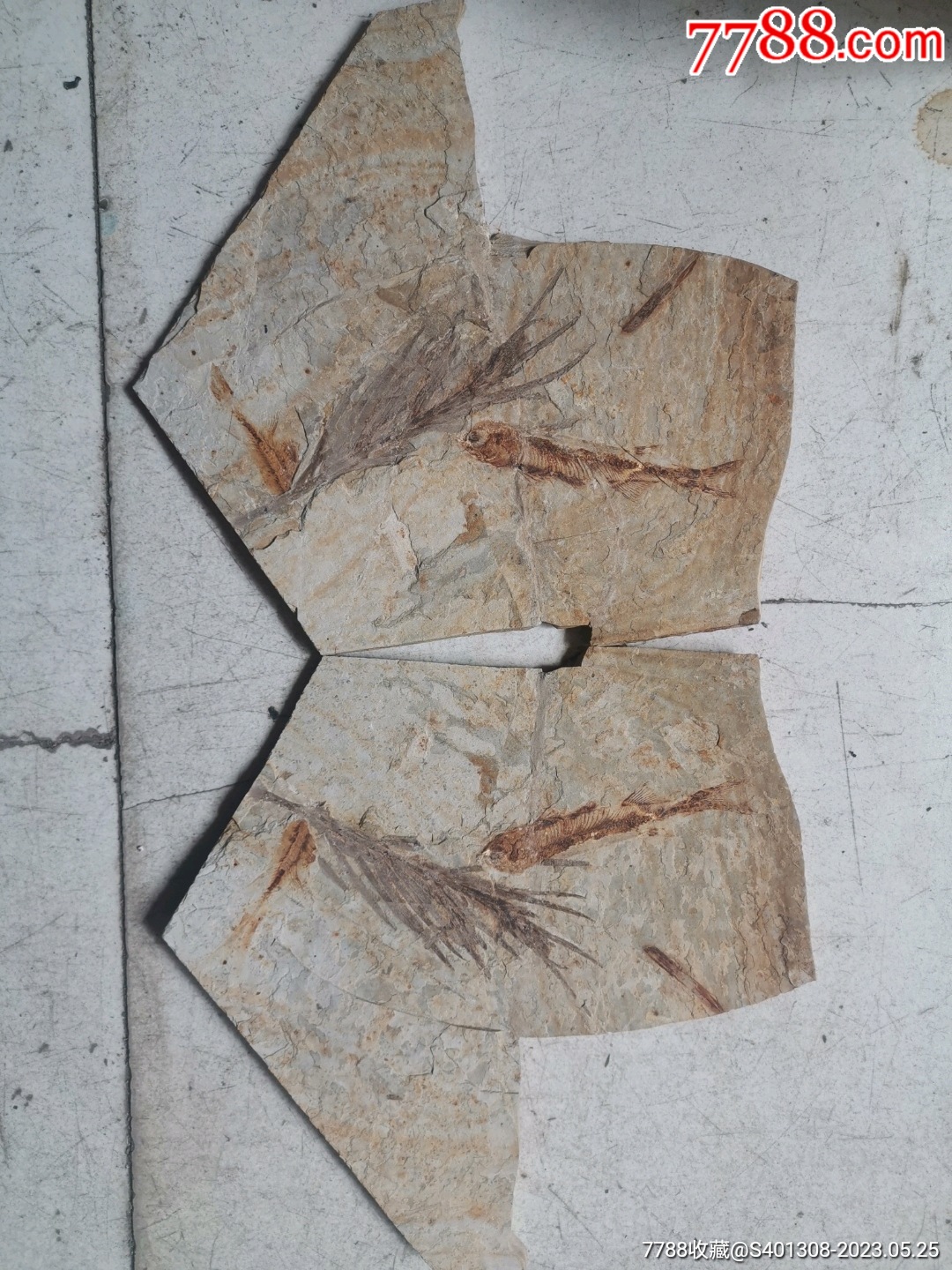 辽西狼鳍鱼水草化石_价格1元_第1张