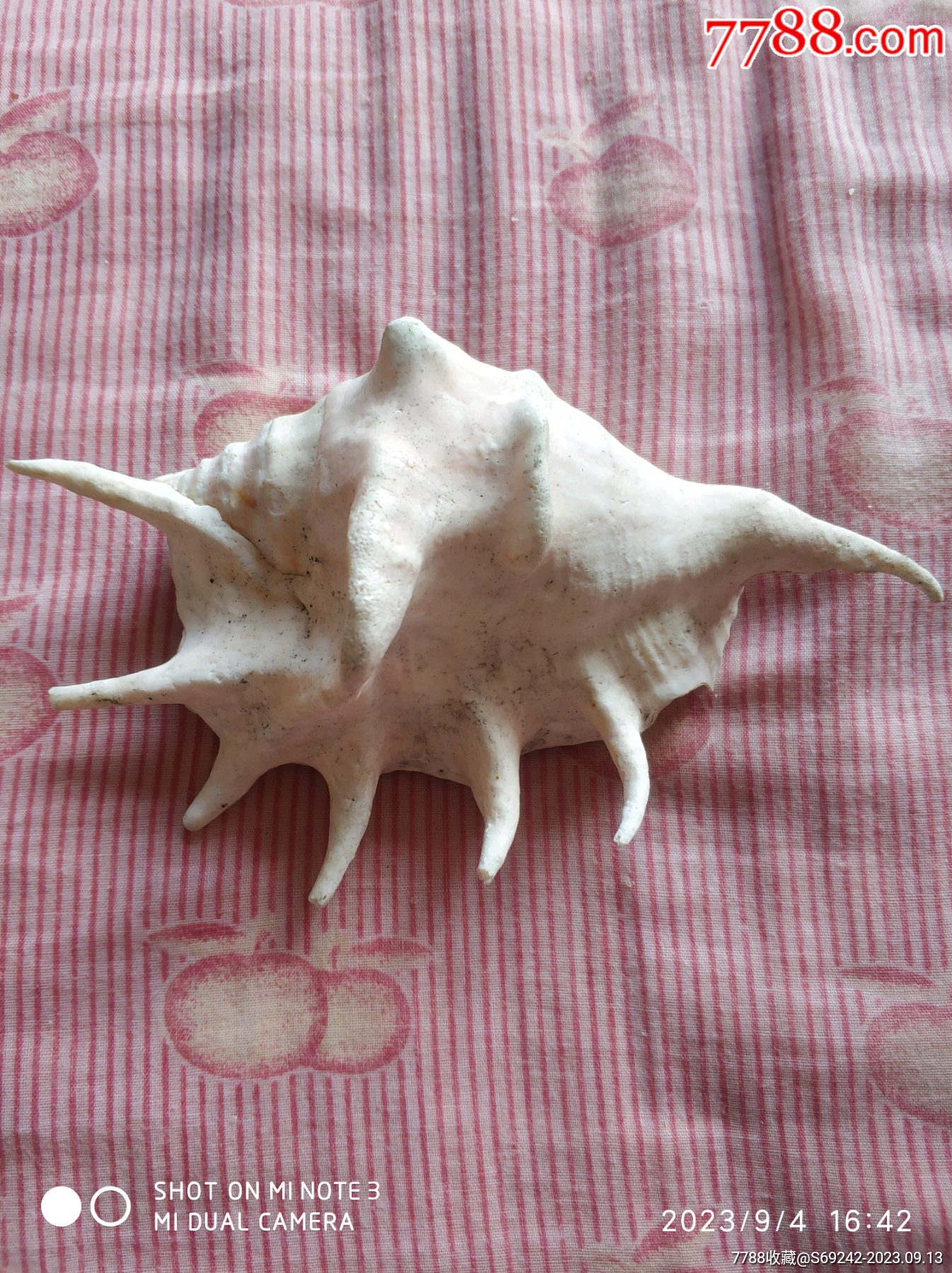 贝壳