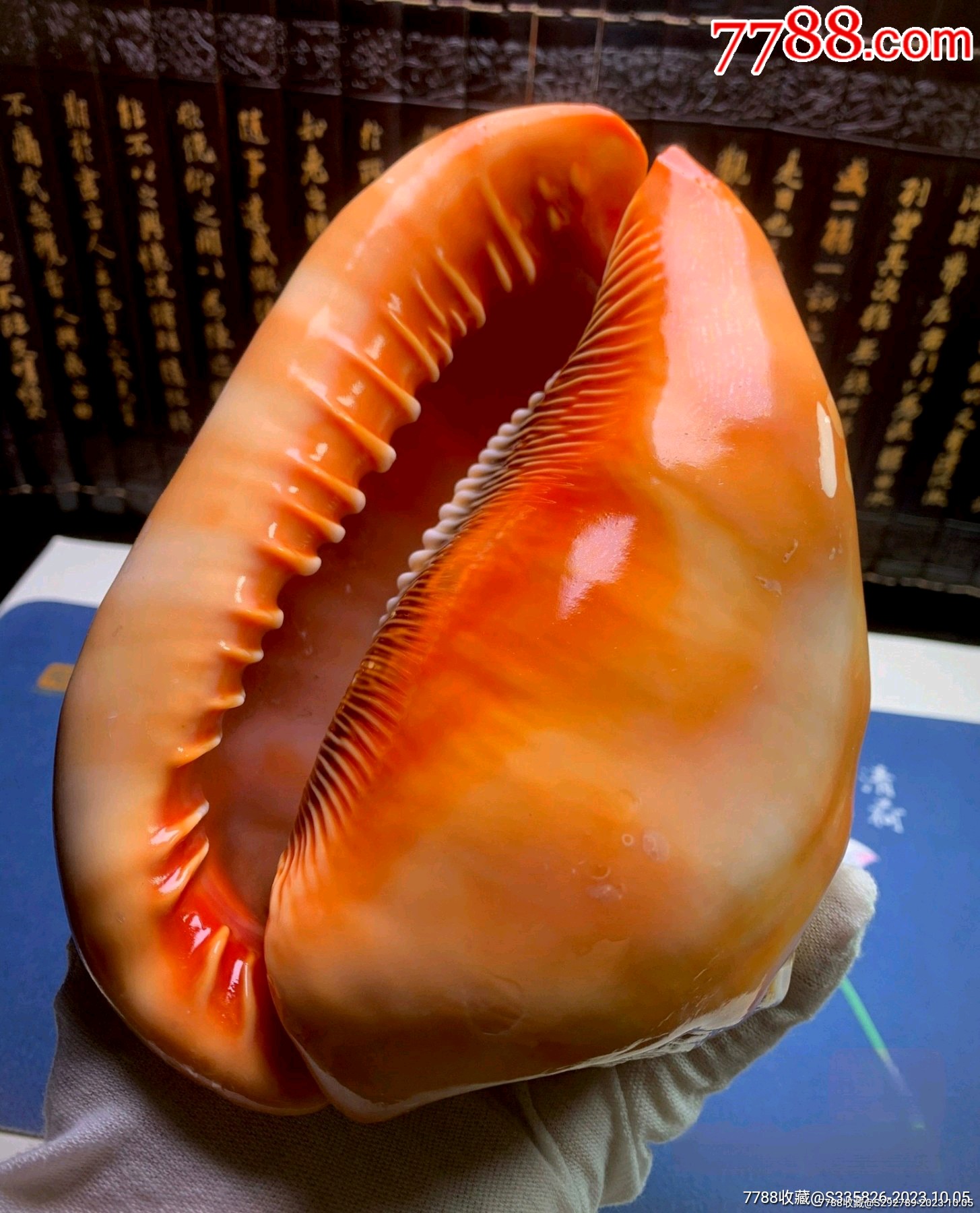 50种珍稀贝壳最大图片