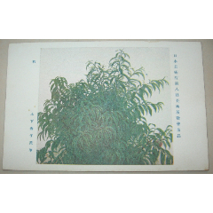 民國時期日本明信片美術作品《桃》木下春子