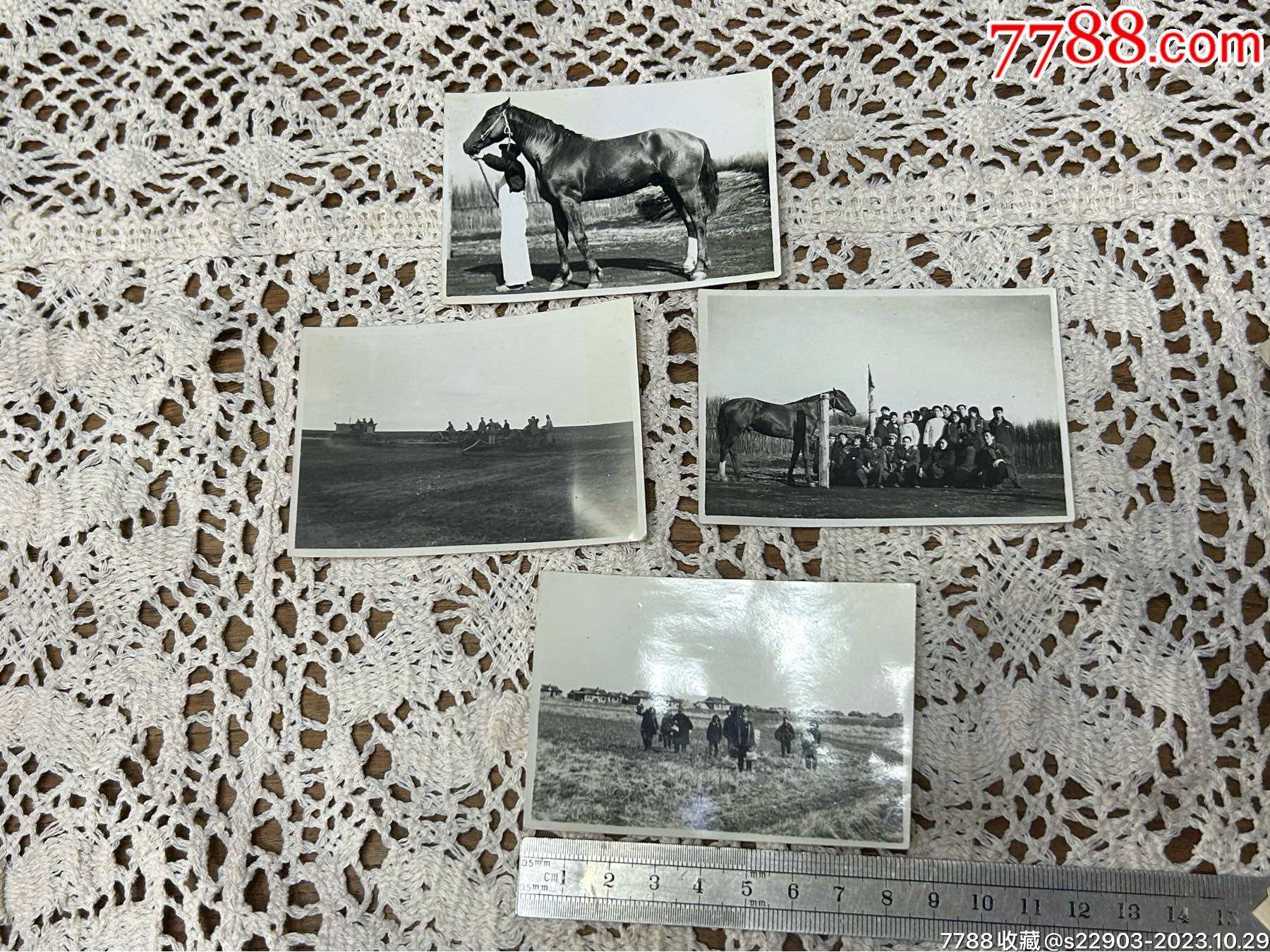 五十年代老照片黑龙江齐齐哈尔克山里马场庄稼4张约8659厘米