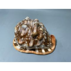 天然大海螺摆件