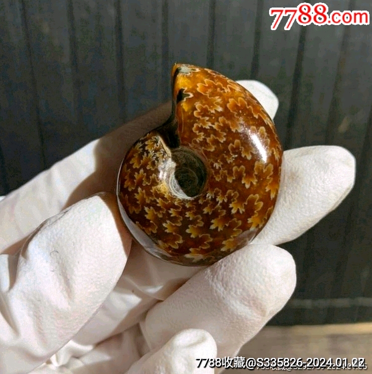 天然菊石玉化螺海螺古生物化石把件一枚形态完整花纹排列漂亮完整清晰