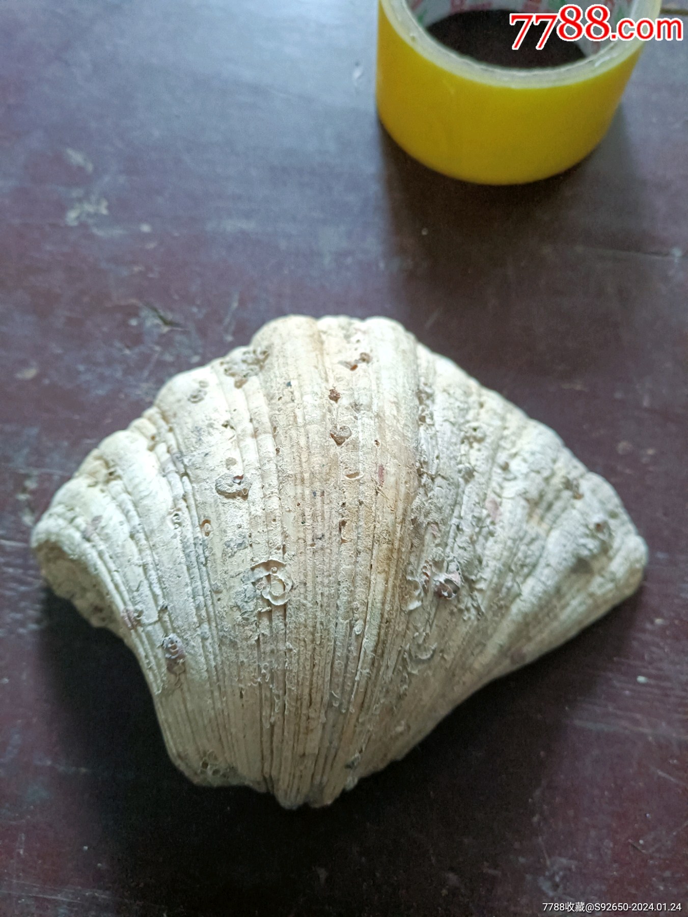 怀旧厚重大白贝壳