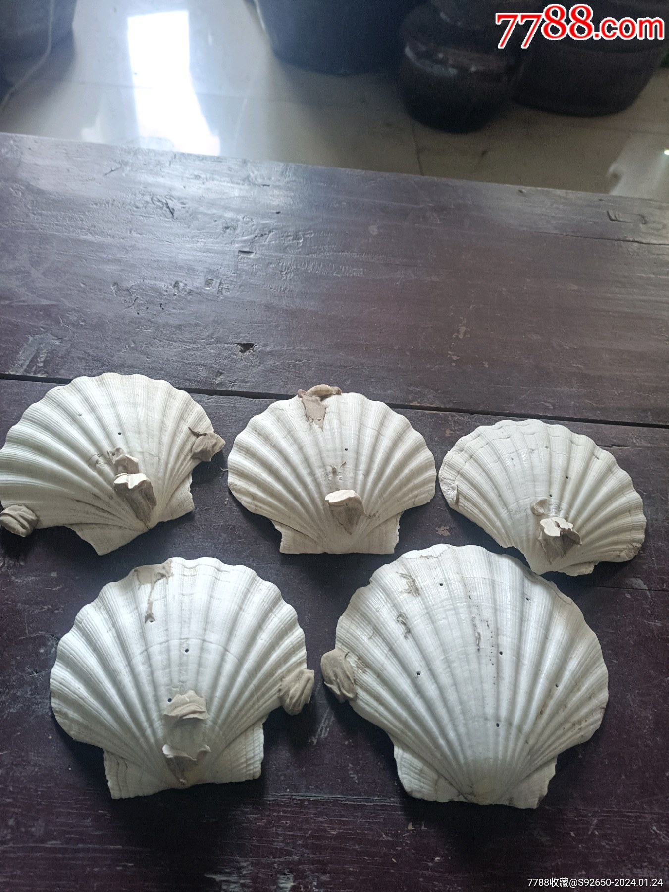 怀旧大白贝壳5块