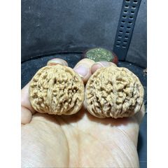 仅此一对野生公子帽文玩核桃麻核桃一对