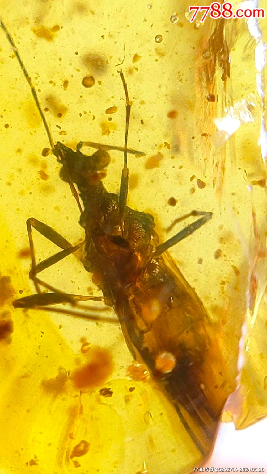 缅甸琥珀纯天然虫珀标本一枚珀内有一只稀有少见的大眼蝽保存的十分