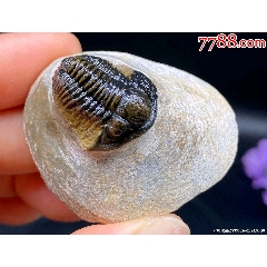 天然菊石玉化螺海螺古生物化石把件一枚～～形态完整花纹排列漂亮完整
