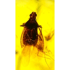 缅甸琥珀纯天然虫珀配饰、标本，一只稀有少见的怪虫，虫体清哳保存的完美漂亮，有研究-￥238 元_琥珀_7788网