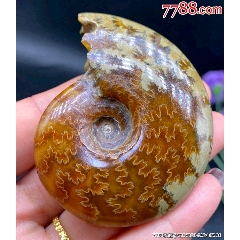 菊石小海螺石切片拼接玉化螺化石螺盘摆件一件,古生物化石切片拼接螺