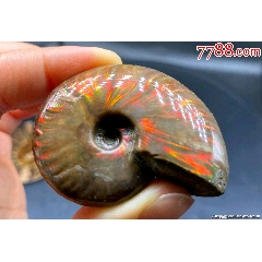 天然菊石玉化螺海螺古生物化石把件一枚～～形态完整花纹排列漂亮完整