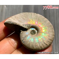 天然菊石玉化螺海螺古生物化石把件一枚～～形态完整花纹排列漂亮完整