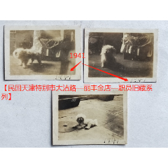 民国天津人家养的宠物狗（哈巴狗）三张同售。1941年。